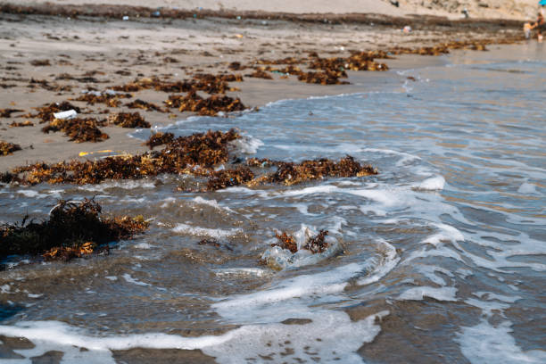 istock The beach is covered in seaweed and trash. 2161500563