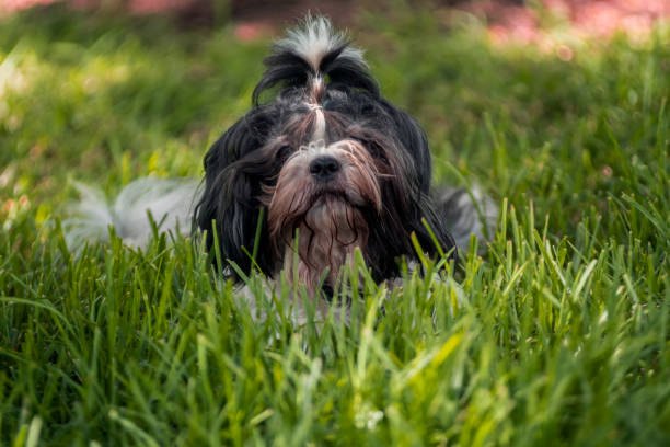 istock Shih Tzu
Breed of dog 2161500630