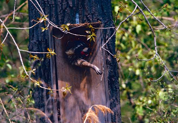 istock Raccoon raiding duck nest box 2161500800