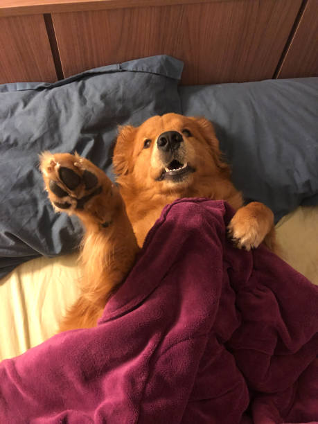 istock dog lying on the bed 2161501389