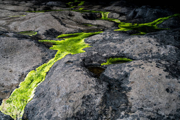 Sea algae at low tide clear water. In the north on the shore of the rocky coast of cold Barents sea.