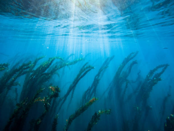 New Kelp Growing Underwater with Sunbeam