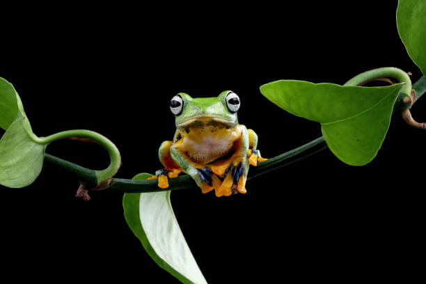 istock flying tree frog sitting on a branch , Rhacophorus reinwardti 2161502878