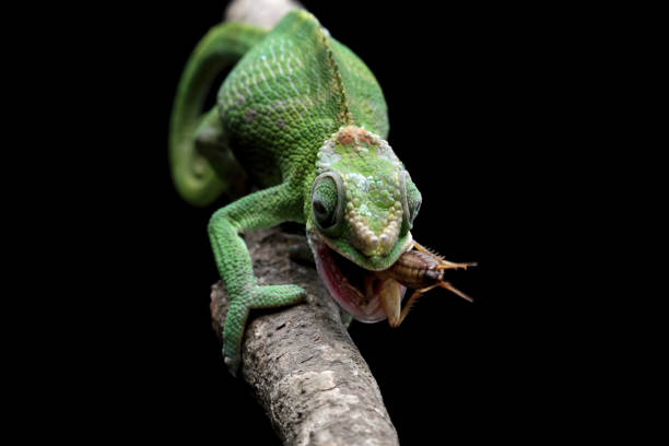 istock female fischer chameleon isolated on black background 2161502999