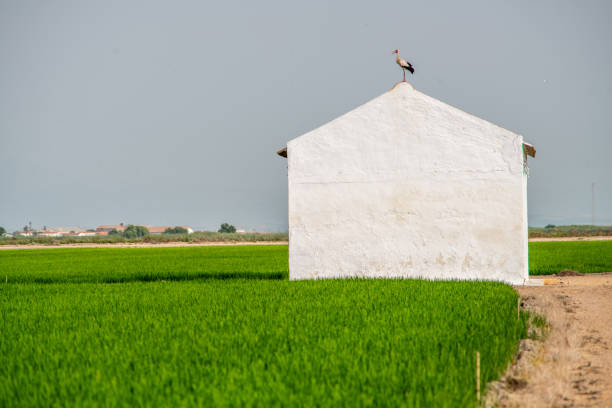 A stork perched on top of a white building in the lush green rice fields of Puebla del Rio, Sevilla, Andalucia, España.