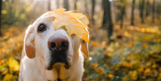 istock Cute dog in autumn forest 2161503706