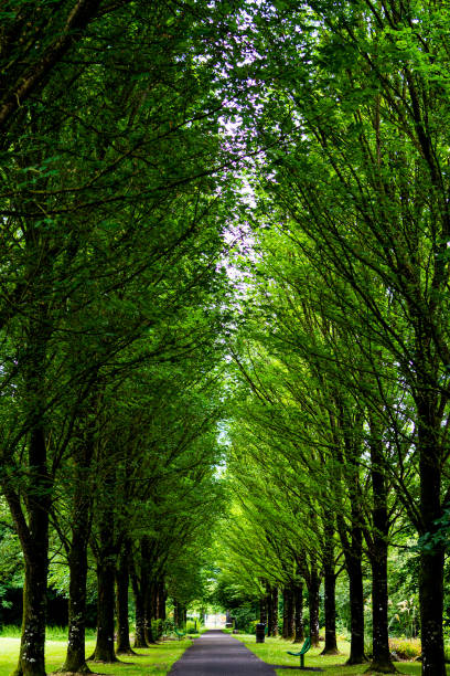 istock Adare Village, County Limerick, Ireland 2161504042