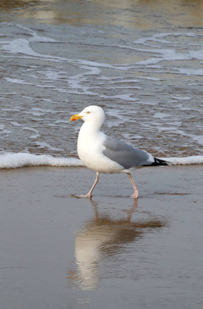 Adult herring gull