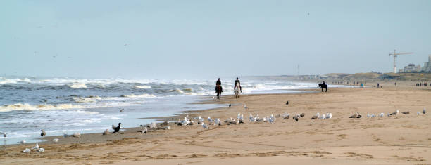 Horseriding in a group of seagulls on a winter beach.