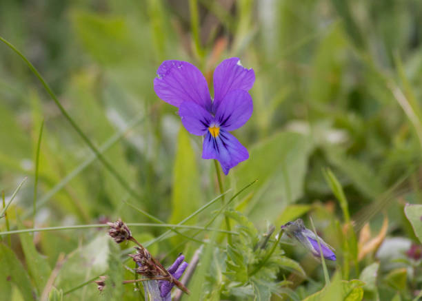 Heartsease, viola tricolor