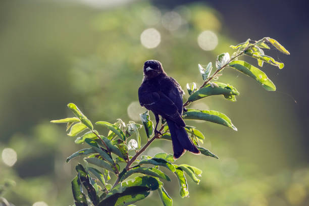 istock Fork tailed Drongo in Kruger National park, South Africa 2161505571