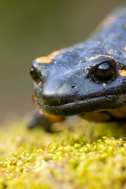 istock Macro picture of Fire Salamander 2161505816