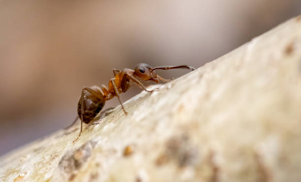 istock Red ant standalone on fence standalone, colorful background. 2161506284