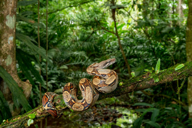 Boa constrictor, Costa Rica - stock photo