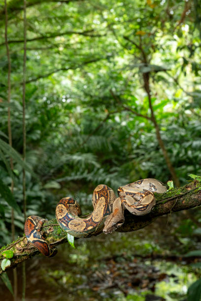 istock Boa constrictor, Costa Rica - stock photo 2161506380