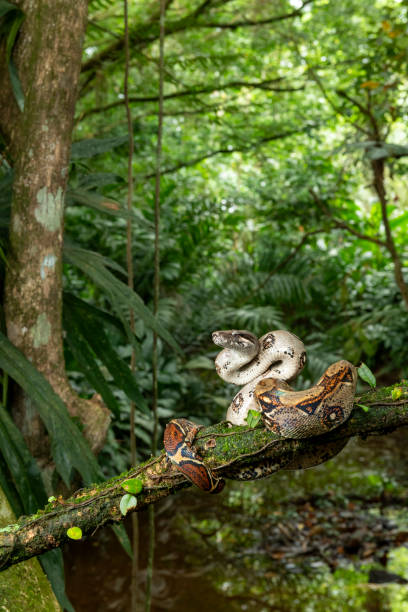 istock Boa constrictor, Costa Rica - stock photo 2161506384