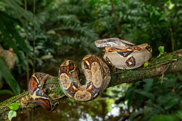 istock Boa constrictor, Costa Rica - stock photo 2161506411