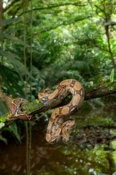 istock Boa constrictor, Costa Rica - stock photo 2161506412