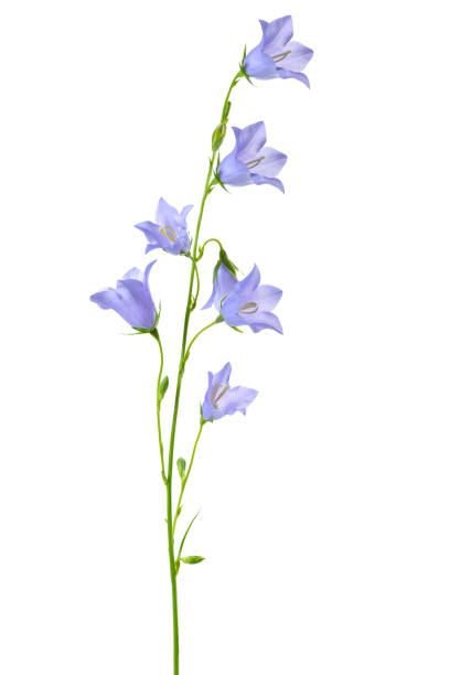 bluebell flower, isolated on a white background.
