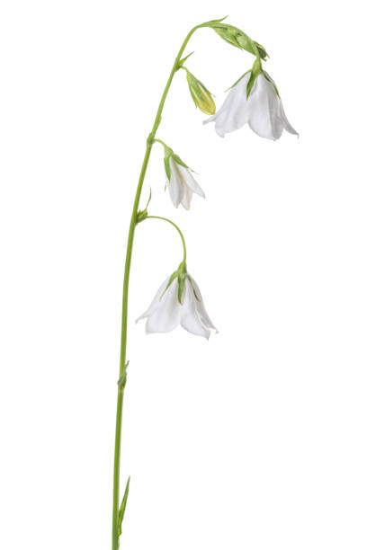beautiful white hand bell is isolated on white background, closeup.