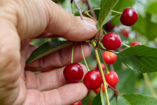 istock .a handful of red cherries 2161506841