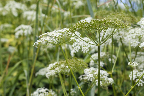 istock .white and small flowers in green grass 2161506874