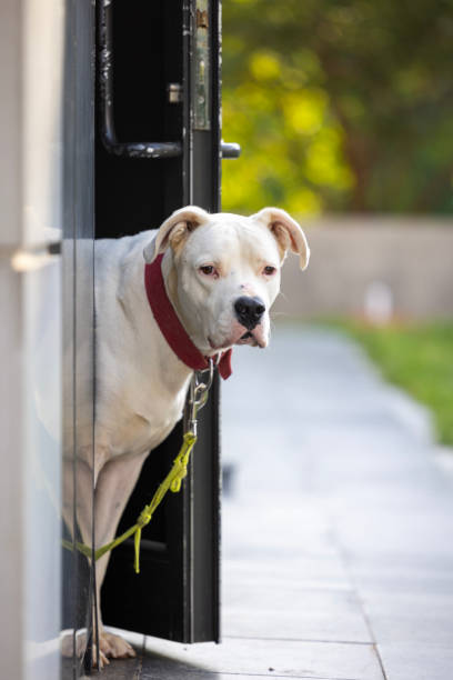 istock big white dog at the outside 2161507020