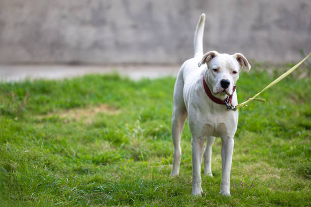 big white dog at the outside