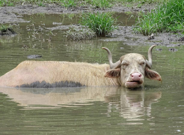 istock A buffalo sits in the water during summer 2161508889