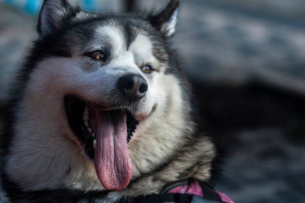 istock Siberian HuskyBreed of dog 2161510280