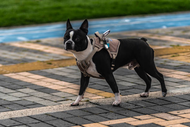 istock boston terrier
Breed of dog 2161510368