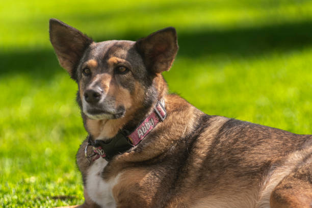 istock German shepherdBreed of dog 2161510397