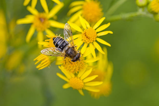 an Eristalis tenax on Jacobaea vulgaris