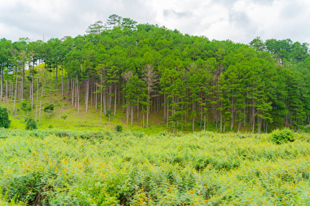 istock The natural landscape. 2161510420