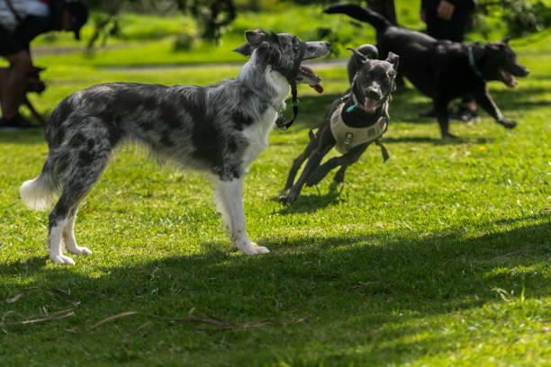 istock Breed of dog 2161510433