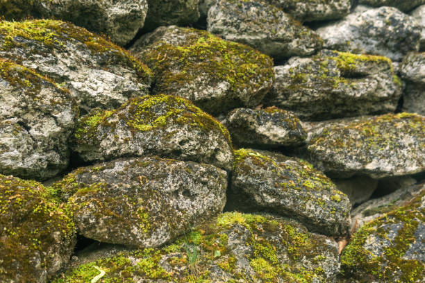 Stone wall covered with green moss and lichen. Natural background.