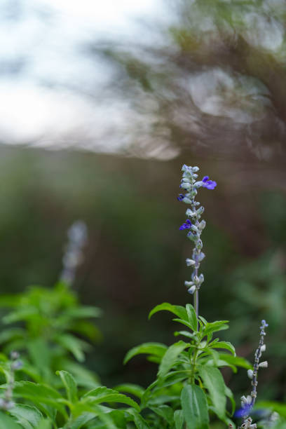 Blue salvia blooming in a flower bed on a sunny day