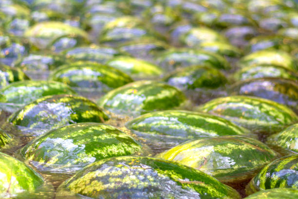 istock Watermelons floating in water. Blurred abstract background. Closeup, texture, backdrop 2161510512