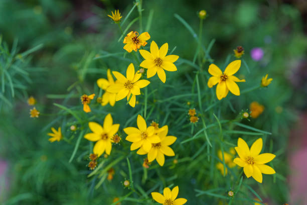istock Thread-leaf coreopsis blooming in the flower beds on a sunny day 2161510621