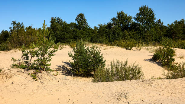 istock A sandy area with trees in the background, under the sky 2161510858