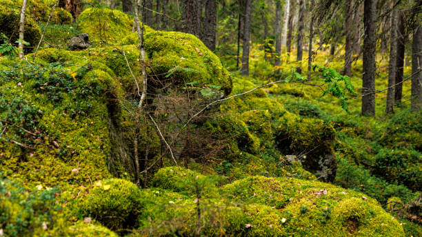 istock A serene forest abundant in moss and trees beneath a canopy of branches 2161511551