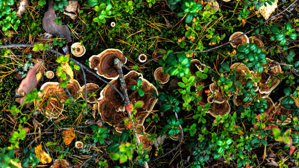 In the forest, several mushrooms are seen growing on the forest floor In the woods, a cluster of mushrooms is visibly growing on the forest floor, surrounded by a natural environment filled with various organisms and terrestrial plants snails on the bark of trees stock pictures, royalty-free photos & images