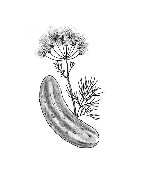dill pickle dill pickle with fresh dill and dill seeds dill pickle stock illustrations