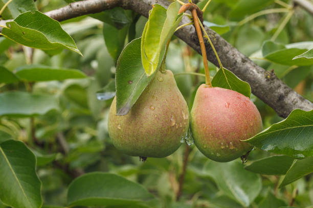 istock Two ripe pears on the branch. 2161516190