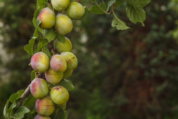 Green Plums on the Branch. Small depth of field. Copy space