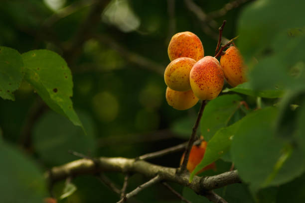 Ripe apricots on the branch. Copy space. Shallow depth of field