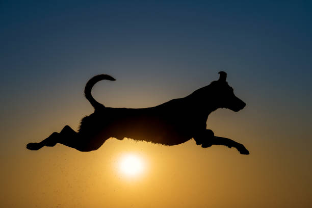 Dog against the setting sun for a silhouette photo with water drops
