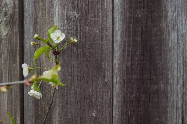 Blossom cherry on a background of old boards. Copy space