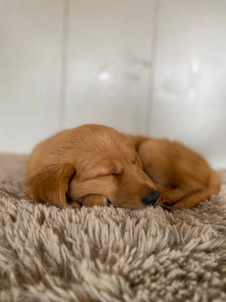 istock Puppy Nap 2161518250