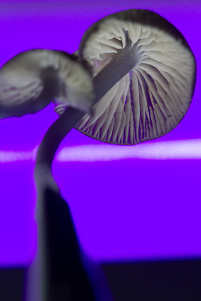 istock Detailed, macro photo of mushroom, dark backdrop, dramatic lighting. Vertical 2161518403
